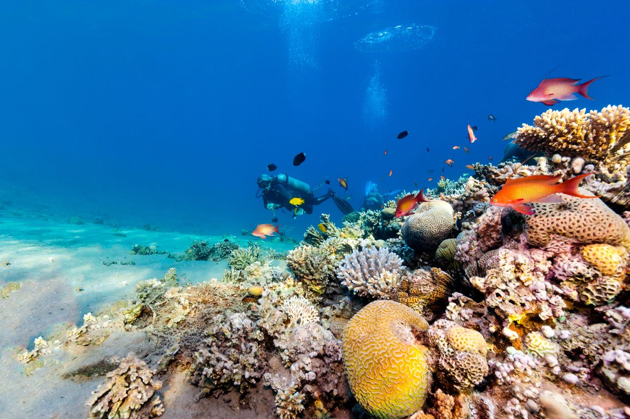 9e62-H1622778-hires.14744-Reef.jpg